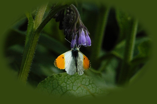 orange tip, butterfly, orange-4.jpg - ORANGE TIP ON COMFREY -  LAVANT, WEST SUSSEX - 9.5.09